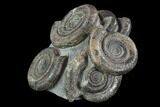 Dactylioceras Ammonite Cluster - Rare Occurrence #93909-1